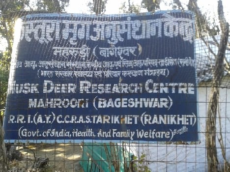 musk deer Research Institute Mahrudi